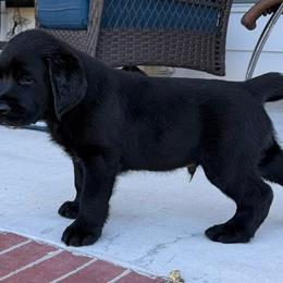 Jethro - Black male Labrador Retriever puppy in Maynardville, Tennessee from Three Bears Labradors