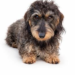 Effie - Dachshund