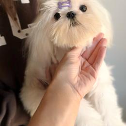 Udachi - Maltese