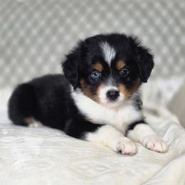 Peanut - Black tri male Miniature Australian Shepherd puppy in Killen, Alabama from Wilkers Wholehearted Mini Aussies