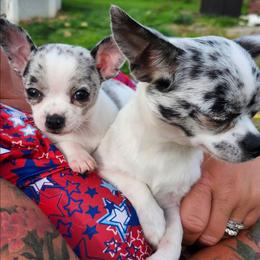 Maria - Merle female Chihuahua puppy in Amity, Pennsylvania from Baxters Chihuahuas