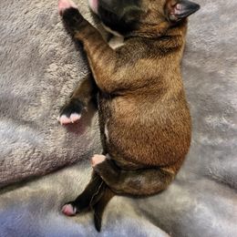 Boxer Puppies from Winchester Boxers