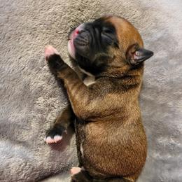 Boxer Puppies from Winchester Boxers