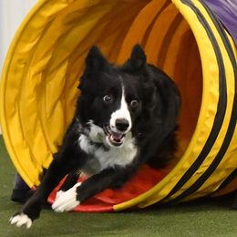 Border Collies from Epic Borders