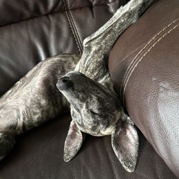 Poodle and Whippet All Grown Up from Charleston Reds Standard Poodles and Whippets