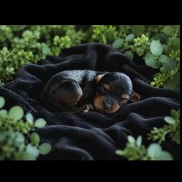 Thorne - Black and tan male Cavapoo puppy in Battle Lake, Minnesota from Panda Puppies
