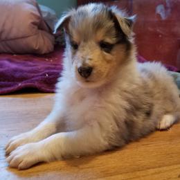 Collie Puppies from Qualteri Collies