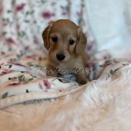 Ella (AKC) - Cream female Dachshund puppy in Chehalis, Washington from McJazzin Doxies