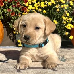 Yellow Girl Light Blue Collar - Yellow female Labrador Retriever puppy in Ozark, Arkansas from Middle Ridge Retrievers