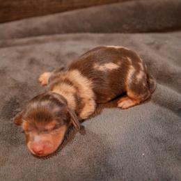 Pieter - Dapple male Dachshund puppy in Blanchard, Oklahoma from Dusty Road Doxies