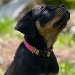 Great Danes and Rottweilers from Eastern Mountain Danes & Rottweilers