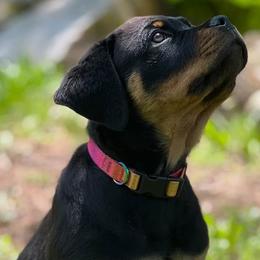 Great Danes and Rottweilers from Eastern Mountain Danes & Rottweilers