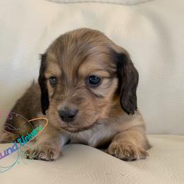Draco - Cream male Dachshund puppy in Peyton, Colorado from Dachshund Universe
