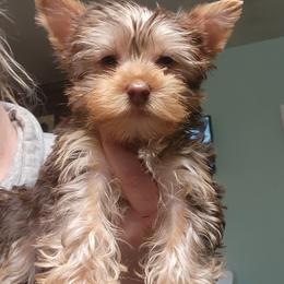 Morkie puppies from GRIFFEY'S SPA AND KENNEL