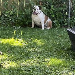 Bulldog All Grown Up from Rawlins Family Bulldogs