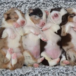 Australian Shepherd puppies from Faith Built Ranch