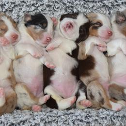 Australian Shepherd puppies from Faith Built Ranch