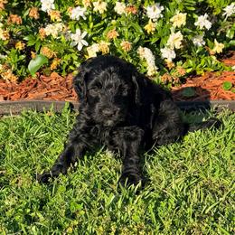Beast - Black male Goldendoodle puppy in Ponchatoula, Louisiana from Real Life Furrytales