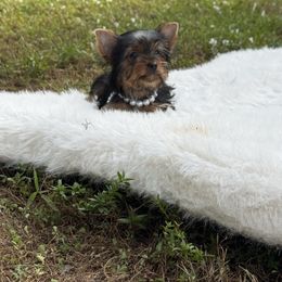 Lucas - Black and gold male Yorkshire Terrier puppy in Naples, Florida from Puppies Forever 💙❤️🐶