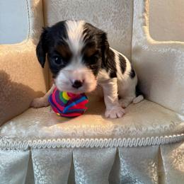 Rocket - Tri-color male Cavalier King Charles Spaniel puppy in Avoca, New York from Palladino’s Cavaliers of Upstate NY