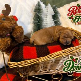 Donner - Ruby male Cavalier King Charles Spaniel puppy in Destin, Florida from Ruby’s Coastal Cavaliers