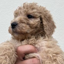 Coconut 🥥 - Cream Goldendoodle puppy in Fort Worth, Texas from Shapa Breeding