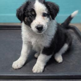 Sirius - Black tri-color male Australian Shepherd puppy in Citra, Florida from AEW Farm