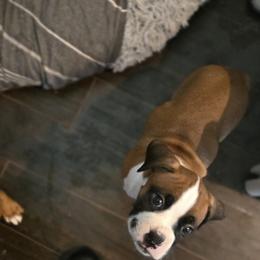 Boxer Puppies from Fleming Pups