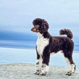 Trygg - Poodle