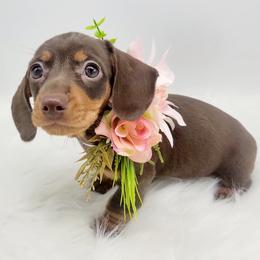 Dachshunds from Dashing Dachshunds