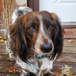 Dumplin - Dachshund