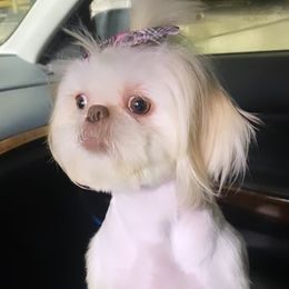 Lillie - Shih Tzu