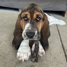 Yellow Girl - Black brown and white female Basset Hound puppy in Centralia, Missouri from TopCrop Bassets