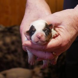 Roses - Red mottled female Australian Cattle Dog puppy in Buffalo Valley, Tennessee from Buffalo Valley Breeders