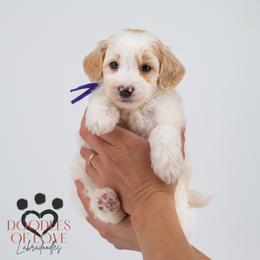 Miss Purple - Parti female Labradoodle puppy in Travelers Rest, South Carolina from Doodles of Love Labradoodles