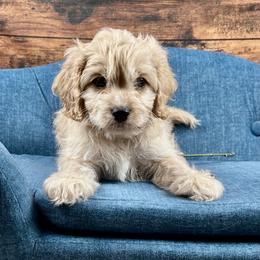 Coco - Apricot male Cavapoo puppy in Lancaster, Missouri from Cavapoo Acres
