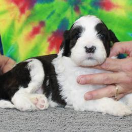 Rayna - Black and white female Portuguese Water Dog puppy in Beatrice, Nebraska from Success Portuguese Water Dogs