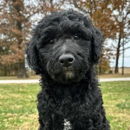 Aussiedoodles and Poodles from Perfect Paws Puppies