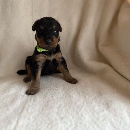 Mindy - Black and tan female Airedale Terrier puppy in Thomasville, North Carolina from Beitzel Babies