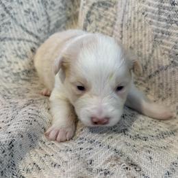 Zeus - White and gold male Border Collie puppy in Mckinney, Texas from Border Collies of Ruidoso