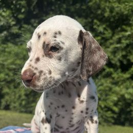 Owl - White and liver brown male Dalmatian puppy in Travelers Rest, South Carolina from Cotton Top