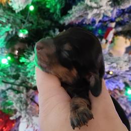 Sage - Black and tan female Dachshund puppy in Pasco, Washington from G & G Kennel
