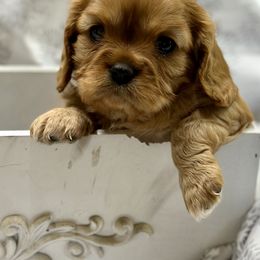 Cavalier King Charles Spaniel and Labrador Retriever Puppies from Happy Tails Kennel