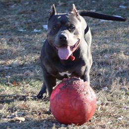 Ghost - American Bully