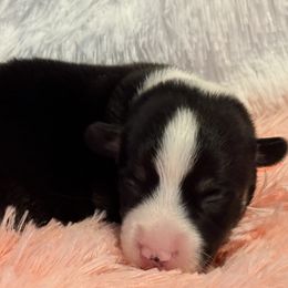 American Corgi puppies from Canal Corgis