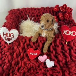 Goldendoodle Puppies from Maryland Designer Doodles