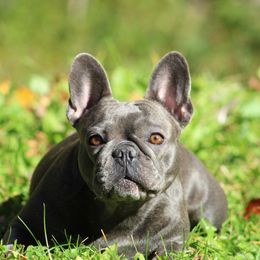 Vivian - French Bulldog
