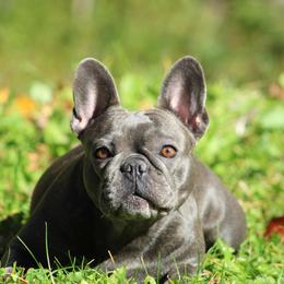 Vivian - French Bulldog