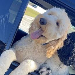 Madi - Goldendoodle