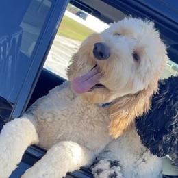 Madi - Goldendoodle